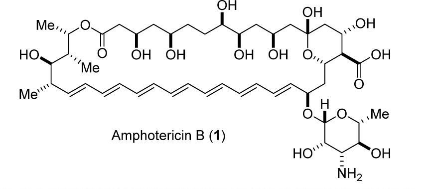 Structure of Amphotericin B. Used with permission from J. Med. Chem. (2016), 59, 1197-1206, copyright 2016, American Chemical Society.