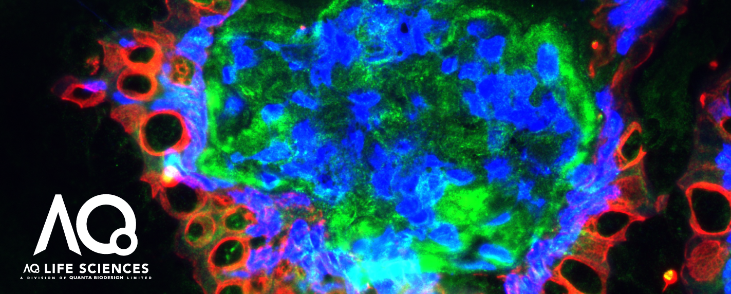 AQuora® Dyes Imaging