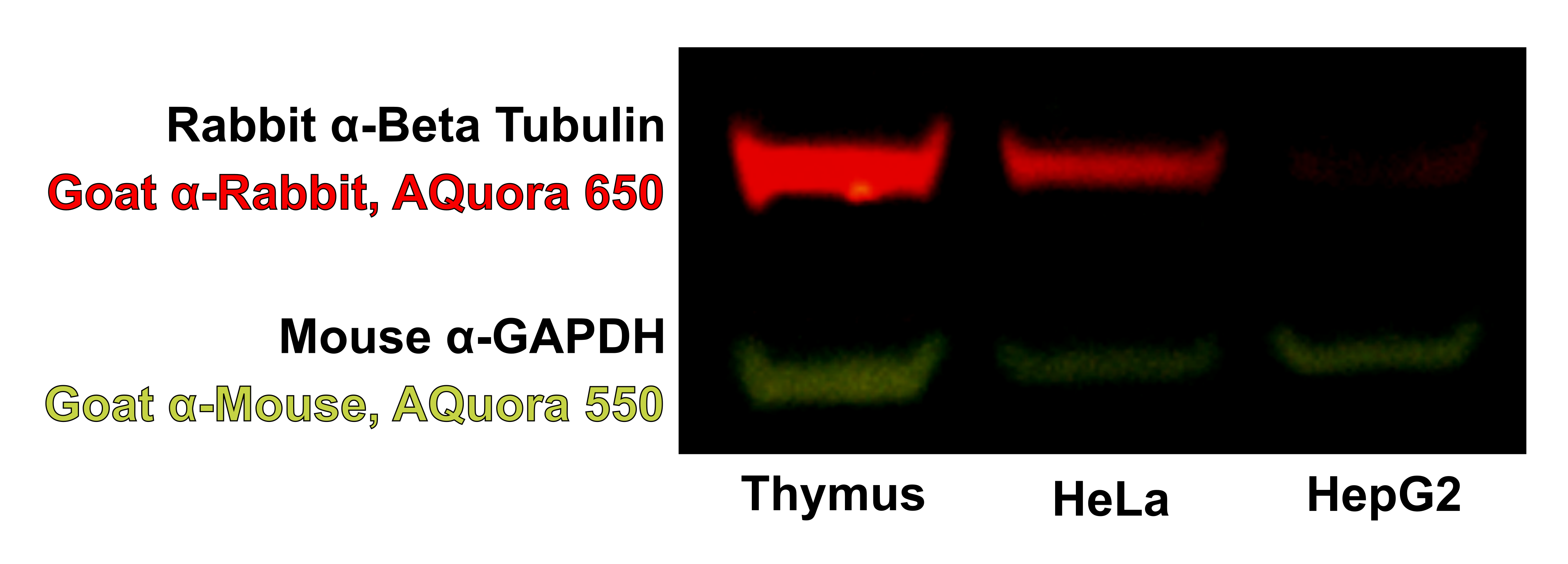 FLUORO_07072021_124626_AF_AQ IS 6 PNG