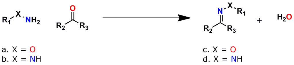 Figure 1: General Reaction Scheme for the Formation of Hydrazone and Oxime Bonds.