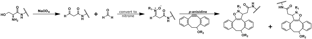 Figure 11: This image shows bioconjugation using the SPANC click chemistry reaction through an N-terminal serine. This image is adapted from reference 57. In the paper by Ning et al., R1 is a methyl group; however, other substitutions on the nitrone are possible. Also, while Ning et al. used DIBO for the conjugation, other cyclooctyne derivatives have been used successfully in SPANC reactions.