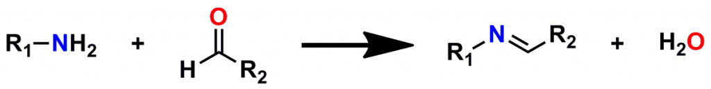 Figure 2: Formation of an Imine (Schiff Base)