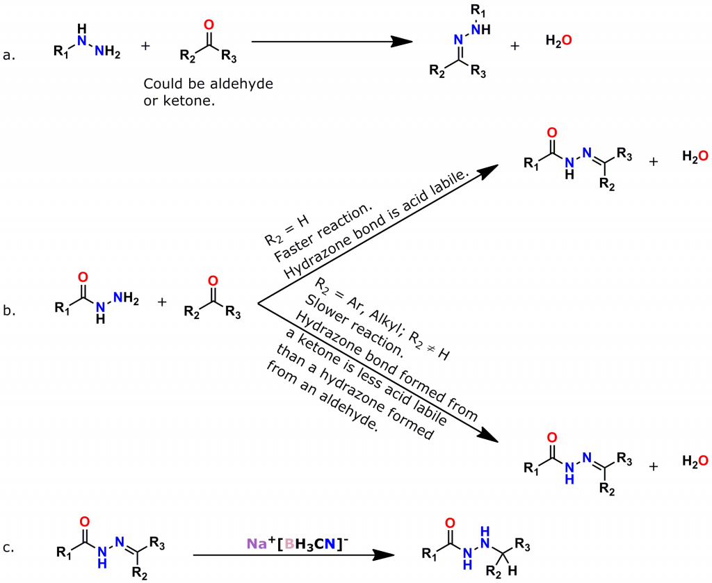 Figure 3: Formation of Hydrazone Bonds. a. General reaction scheme for the formation of a hydrazone bond from an aldehyde or ketone. b. A hydrazone bond formed from a hydrazine or hydrazide and an aldehyde has a fast reaction rate and has a higher degree of acid lability than a hydrazone bond formed from reaction with a ketone. c. To improve the stability of hydrazone bonds, sodium cyanoborohydride (Na+[BH3CN]–) can be used to reduce the Schiff base to a much more hydrolytically stable secondary amine.