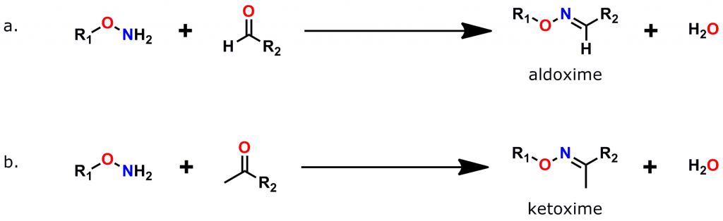 Figure 4: Formation of Oxime Bonds. a. The reaction of an oxyamine (also called alkoxyamine or aminooxy) group with an aldehyde forms an aldoxime. b. The reaction of an oxyamine with a ketone forms a ketoxime.