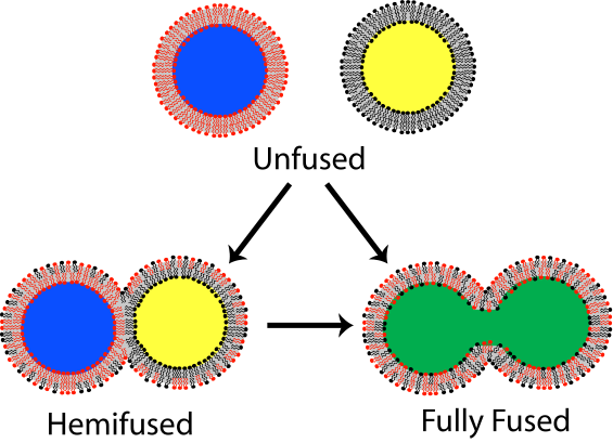FIgure 1 shows the process of lipid bilayer fusion such as is found in cell membrane fusion and vesicle fusion.