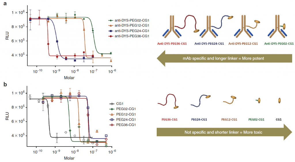 Dose-Response Curve and Potency-Specificity Graph for the Extracellular Drug Conjugates Based on Anti-dysadherin. Note that the potency and specificity increase with linker length for the mAb-dPEG®n-CG1 conjugates, but in the dPEG®n-CG1 constructs not conjugated to mAb, the specificity and toxicity increase as the linker length decreases.