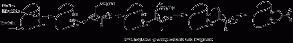 General scheme for site-specific labeling of monoclonal antibodies using ETAC reagents