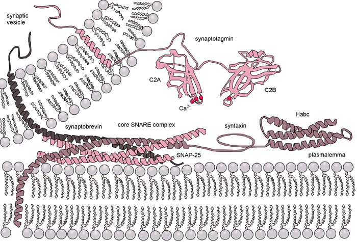 Figure 2 shows the exocytosis machinery in membrane fusion.