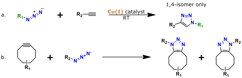 Figure 2: Two types of click chemistry reactions. a. Copper(I)-catalyzed azide-alkyne cycloaddition (CuAAC), which is the classic click chemistry reaction discovered in 2002. b. Strain-promoted azide-alkyne cycloaddition (SPAAC), which was discovered later and does not require copper. This reaction proceeds due to the strain of the cyclooctyne ring.