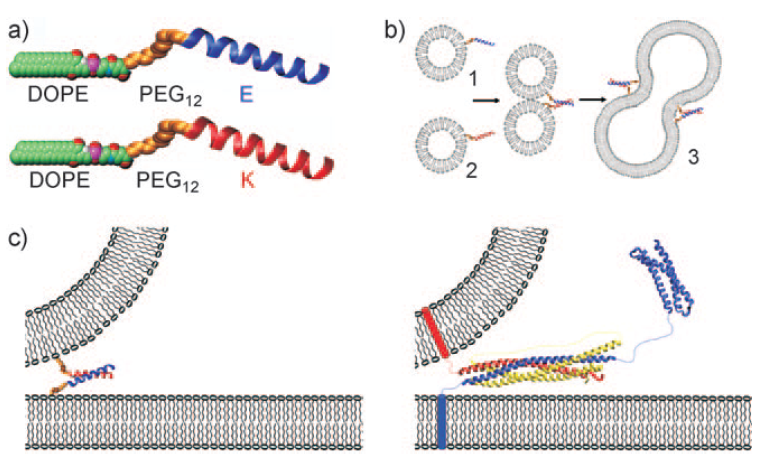 Figure 3: (a) Space-filling model of the two lipidated oligopeptides, LPE and LPK. (b) The two lipidated oligopeptides are spontaneously incorporated into lipid bilayers resulting in liposomes with either LPE or LPK at the surface. When a population of liposomes carrying LPE is mixed with a population of liposomes carrying LPK, the liposomes spontaneously fuse. (c) Diagram showing the fusion of liposomes with the minimal SNARE model of the paper (left) and the SNARE-based protein model (right).
