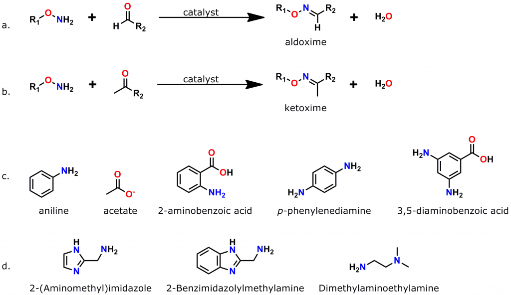 Figure 3: Oxime bond formation is a rapid, specific, bioorthogonal reaction that can be greatly accelerated by the use of suitable catalysts. a. Scheme for the formation of aldoximes, when an aminooxy compound reacts with an aldehyde. b. Scheme for the formation of a ketoxime (ketone plus aminooxy group). c. Common catalysts used to accelerate oxime bond formation. d. Recently discovered low-toxicity catalysts for oxime bond formation.