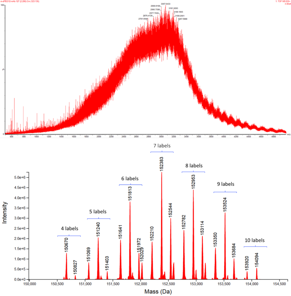 Figure 5. The raw ESI spectrum of the dPEG®12-labeled mouse IgG1 mAb (top) and the ProMass HR deconvoluted spectrum (bottom). No labeled states were detected below 4 or above 10 labels.