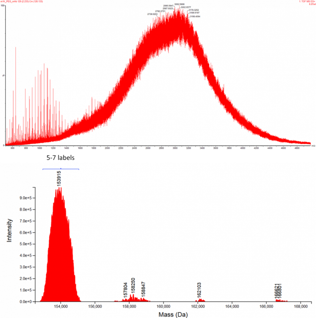 Figure 6. The raw ESI spectrum of the mPEG 1K-labeled mouse IgG1 mAb (top) and the ProMass HR deconvoluted spectrum (bottom). The broader deconvoluted peaks contain an abundance of masses which correspond to the average conjugation range shown in the spectrum (bottom), this is due to the polydispersive character of the mPEG 1K molecules. Low level polydispersed peaks lead to the production of deconvolution artifacts shown in clusters to the right of the "5-7 label peak"; based on the molar ratio for conjugation it is unlikely that these peaks represent real conjugates.