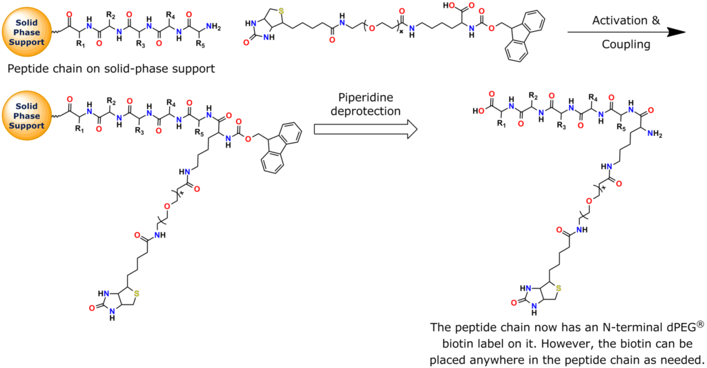 General scheme of Quanta BioDesign's Fmoc-N-Lys(dPEG®x-Biotin)-OH (acid) building blocks. These peptide building blocks facilitate incorporating a dPEG®-biotin label at the N-terminus, middle, or C-terminus of a peptide chain while using solid- or solution-phase peptide synthesis. In the example shown here, the dPEG®-biotin spacer is added to the N-terminus of a peptide chain through solid-phase peptide synthesis.