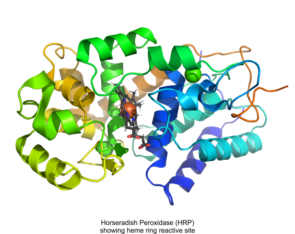 HRP ribbon with heme ring