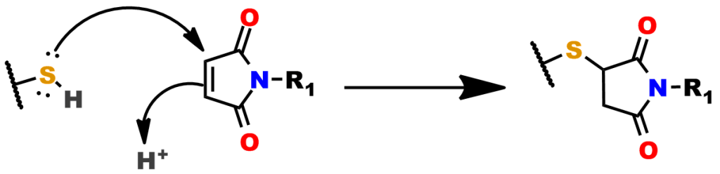Figure 3: Simplified general mechanism of the thiol-maleimide reaction, which is a specific type of Michael addition reaction.