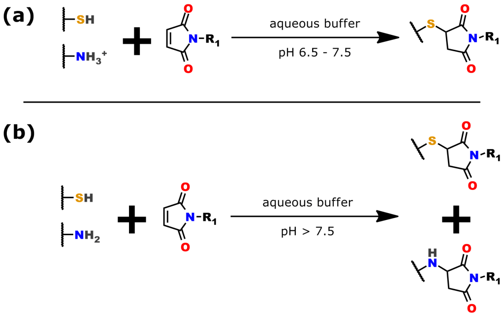 Figure 4: The thiol-maleimide reaction. (a) The reaction is chemoselective for thiols from pH 6.5 - 7.5. (b) Above, pH 7.5, thiol chemoselectivity is lost and the maleimide moiety begins reacting with free amines (e.g., lysine).