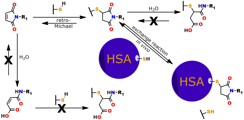 Figure 5: The reactions of thiol and maleimide. See the text for a complete description of these reactions.