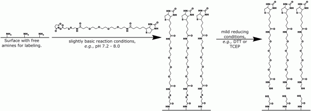 Figure 1: General Scheme for Using Cleavable Biotin with a dPEG®4 spacer. In this scheme, a surface containing free amines (biomolecule, polymer, or other surface) is reacted under slightly basic conditions with Quanta BioDesign's product number 10194, NHS-S-S-dPEG®4-Biotin. When the label is no longer needed, mild reducing conditions using DTT or TCEP break the disulfide bond and release the biotin portion of the cleavable biotin labeling reagent.