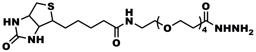Product number 10219, Biotin-dPEG®4-hydrazide, is a highly popular product for biotinylating biomolecules that contain aldehydes or ketones. A tetraethylene glycol spacer is functionalized with biotin on one end of the molecule and with a hydrazide group on the other end of the molecule. The reaction between the hydrazide and an aldehyde or ketone produces a hydrazone bond.