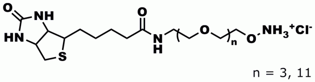 Product numbers 11100, Biotin-dPEG®3-oxyamine HCl, and Biotin-dPEG®11-oxyamine HCl, biotinylate biomolecules through the formation of oxime bonds with aldehydes or ketones. These products are sold as HCl salts rather than free oxyamine groups.