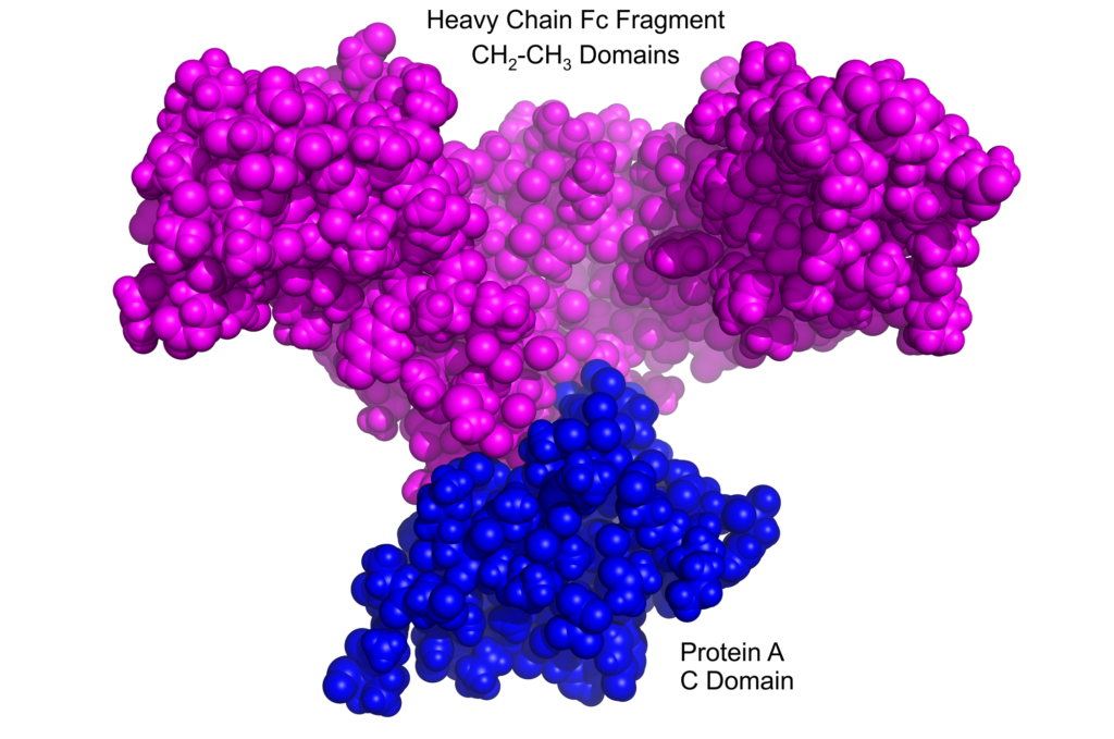 Protein A complexed to Fc fragment