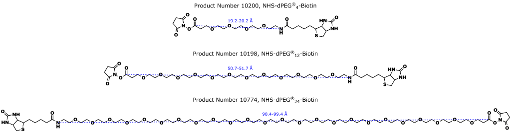 Figure 3: Quanta BioDesign's NHS-dPEG®n-Biotin line of biotinylation products. The products are functionalized with biotin through an amide bond on one end of a discrete PEG (dPEG®) spacer consisting of 4, 12, or 24 ethylene oxide units, and with N-hydroxysuccinimide (NHS) on the opposite end. The NHS is joined as an ester to a propanoic acid group.