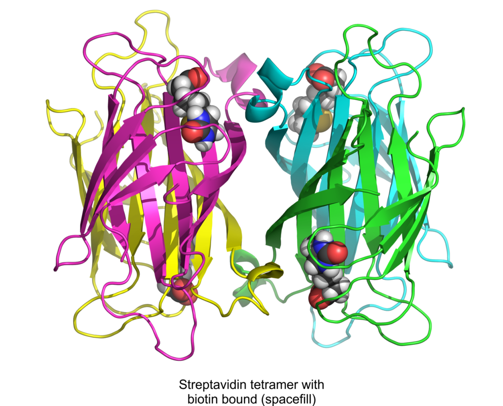 Streptavidin with biotin bound