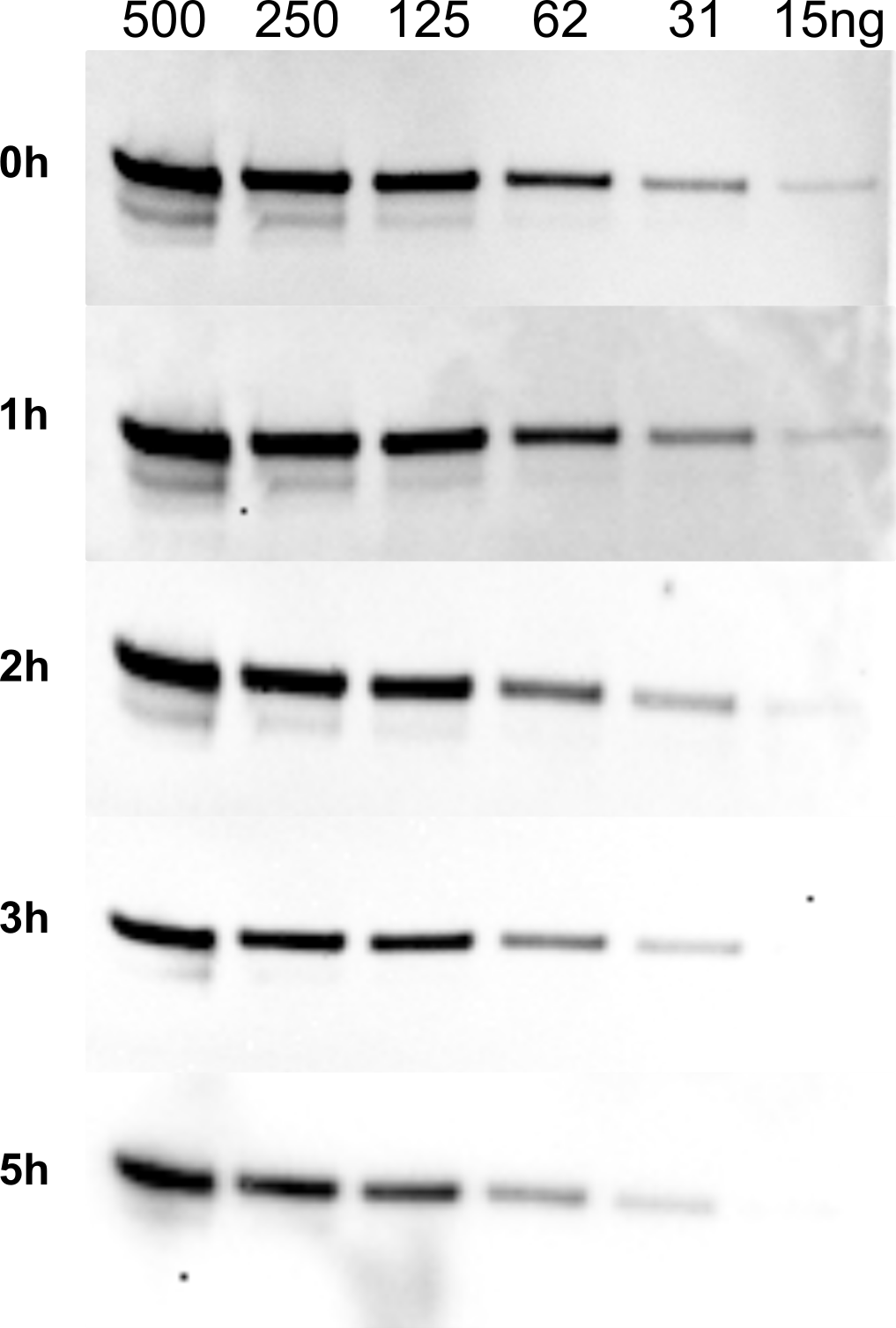 Q-Bright Endure Western Blot Image