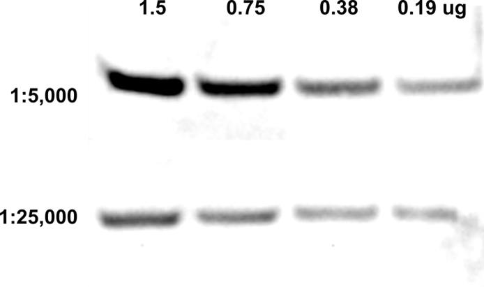 Western Blot 4