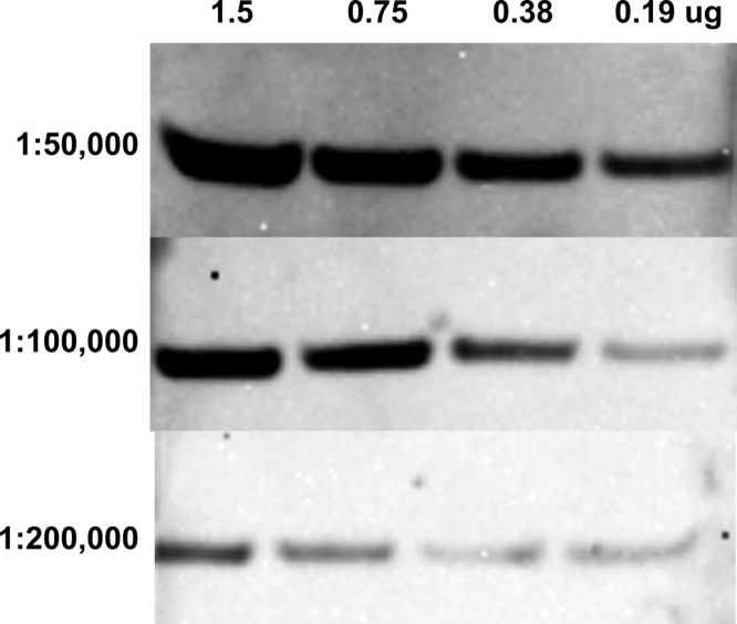 Western Blot 5